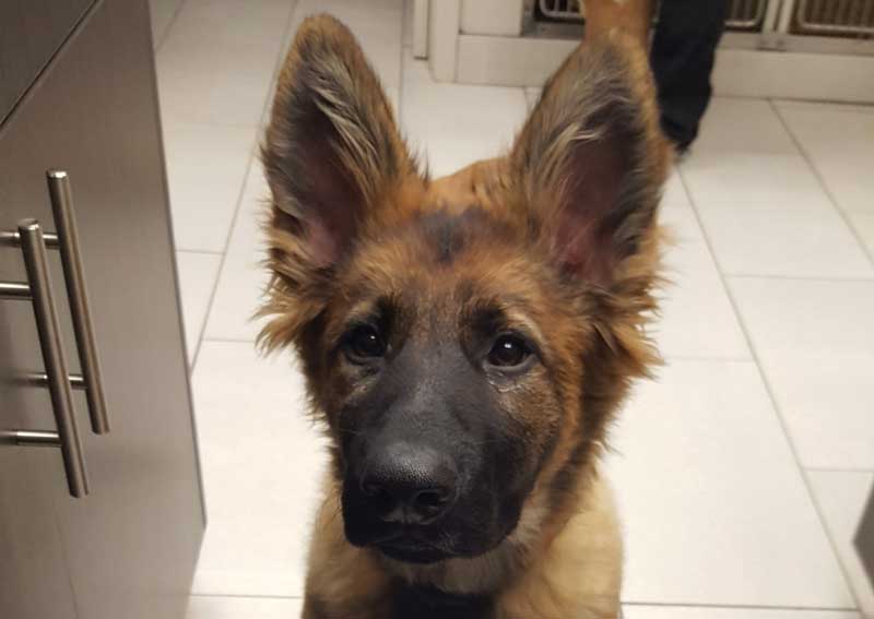 Carousel Slide 3: Dog veterinary care