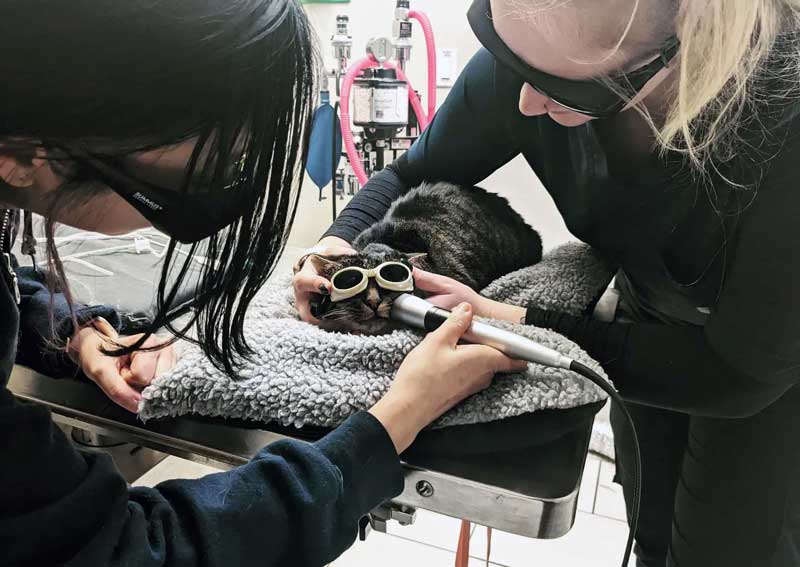 Carousel Slide 4: Pet Laser Therapy